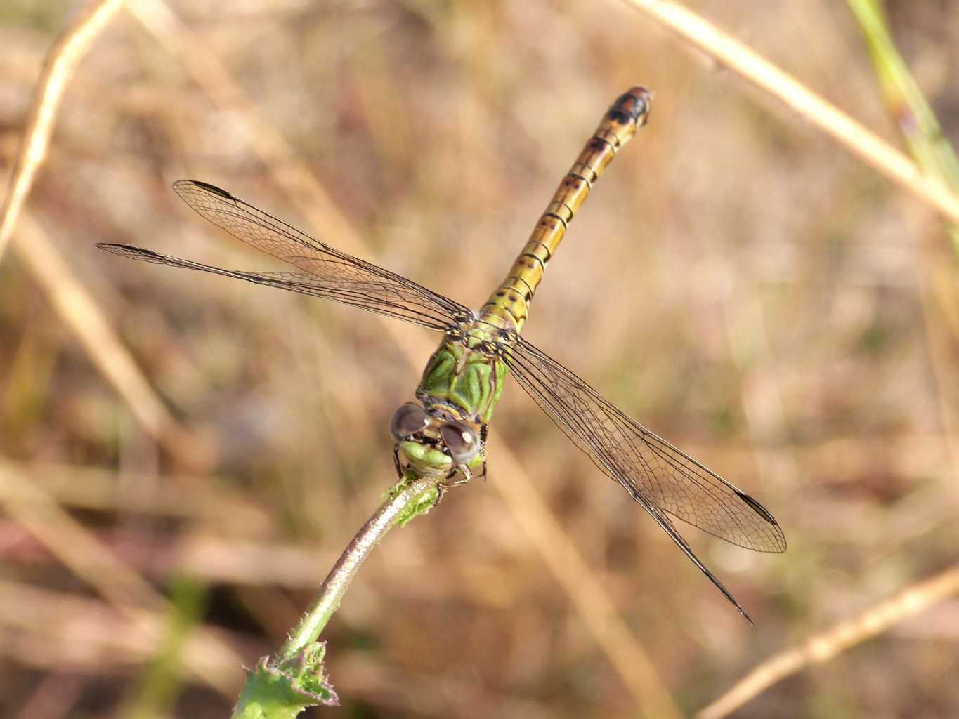 Femmina di Paragomphus genei